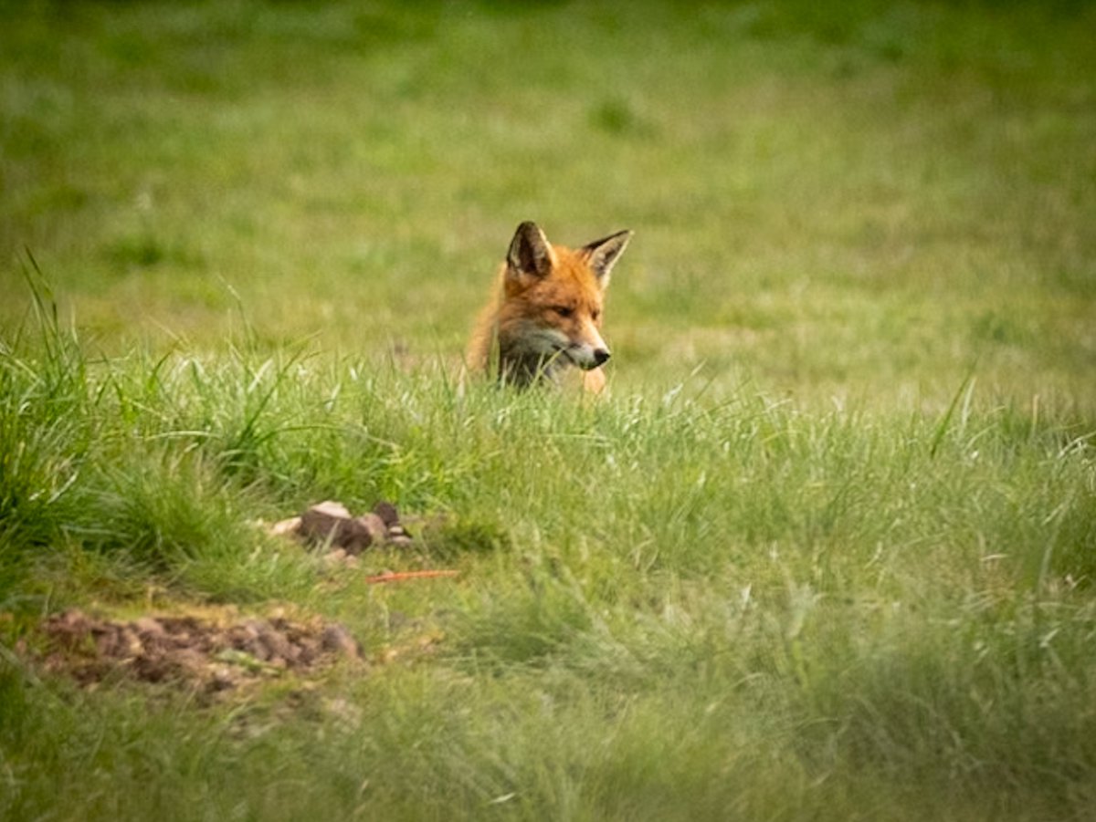 Unexpected fox 🥰
Alnwickhill #Edinburgh #FoxOfTheDay