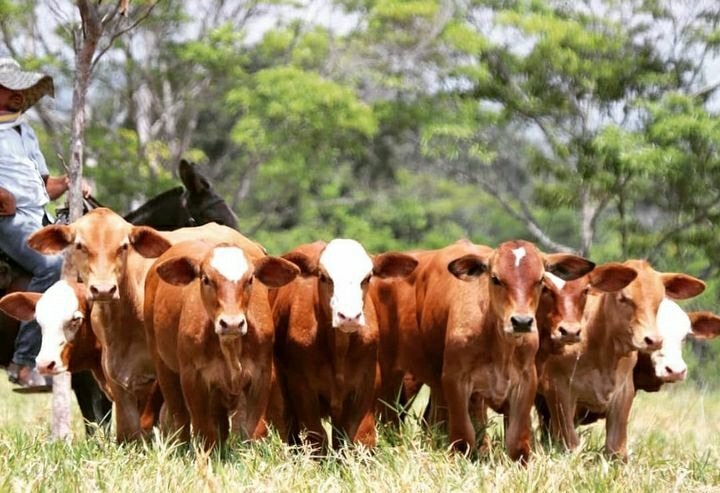 24VILLAMARTHA's tweet photo. Tres serenos y un aguacero de 27mm ya se ve el contraste del verde con el pasto seco. #Caretos #Simental #Simbrah #Estrellaafricana #brachiaria
El futuro es el campo. https://t.co/qiF6rqY1UB