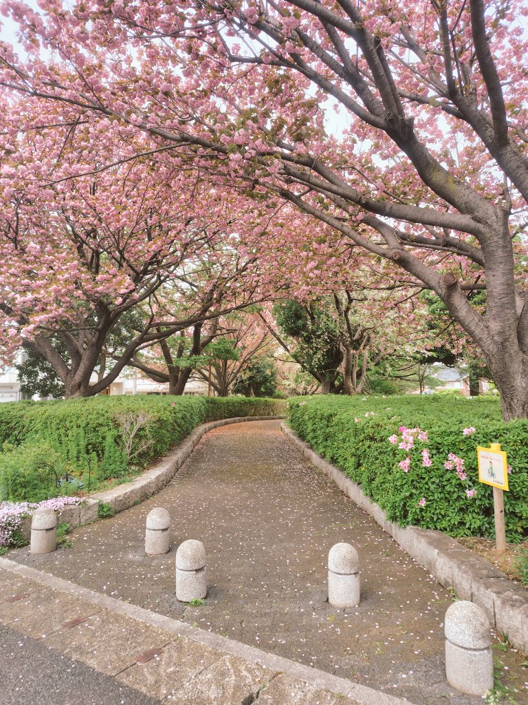 landagent_sin's tweet photo. カンザンサクラ（バラ科）です
ピークは過ぎましたがまだまだ力いっぱい綺麗です https://t.co/qBcXjyF84r