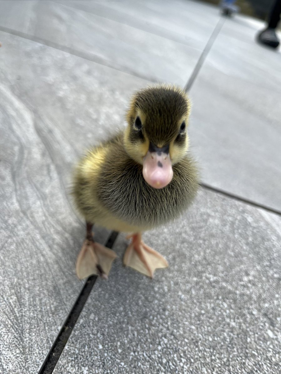 HavannahOffice's tweet photo. The ducks enjoyed some sunshine in the garden this morning ☀️ 🦆 https://t.co/JyrDNOBYQZ