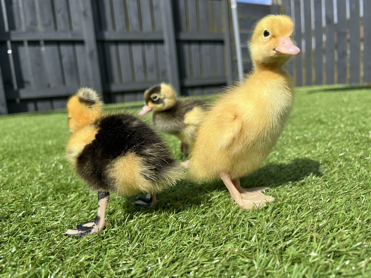 HavannahOffice's tweet photo. The ducks enjoyed some sunshine in the garden this morning ☀️ 🦆 https://t.co/JyrDNOBYQZ