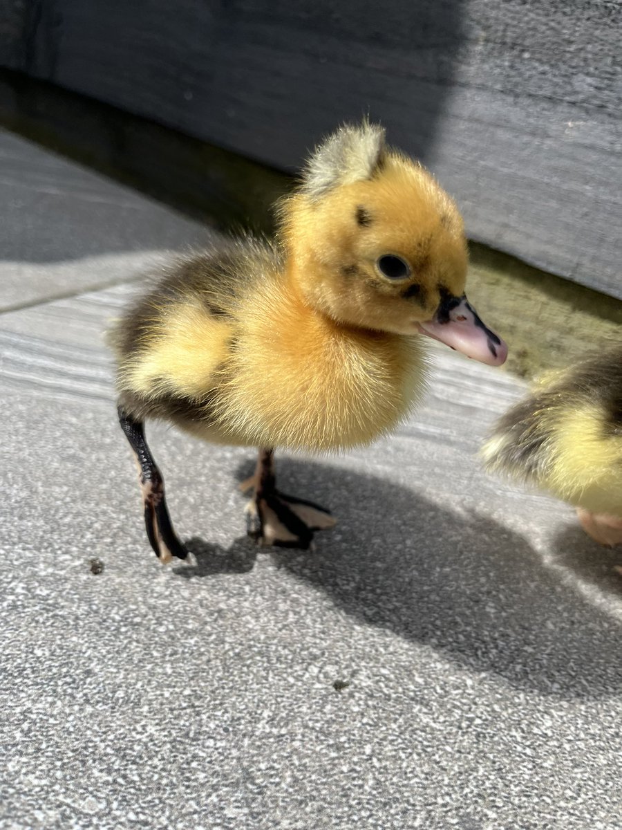 HavannahOffice's tweet photo. The ducks enjoyed some sunshine in the garden this morning ☀️ 🦆 https://t.co/JyrDNOBYQZ