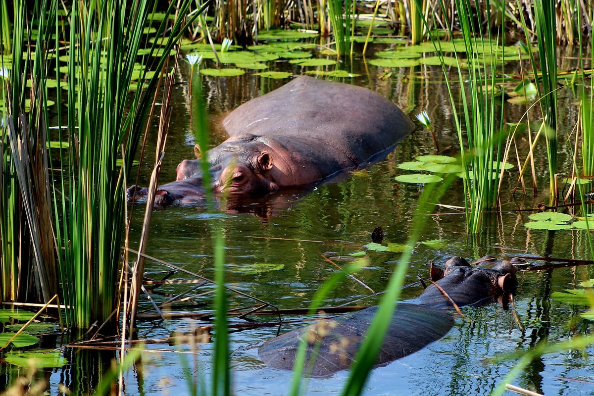 #RichardsBay #WildlifeSpotting #hippopotamus