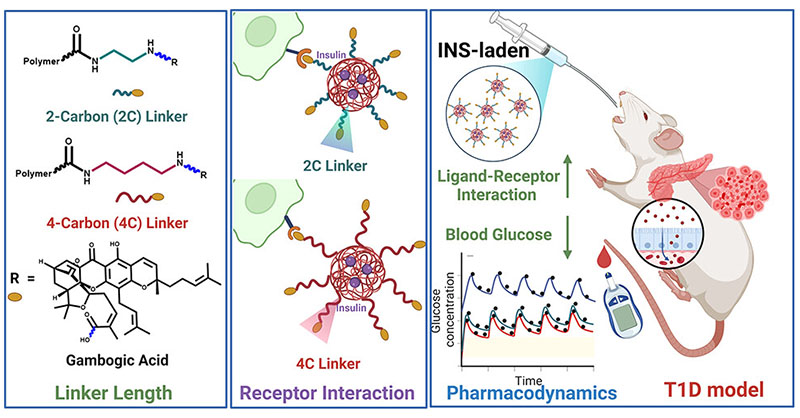 This article by researchers at @UofAlabama provides insights into how slight topographical changes on polyester #nanoparticles like an increase in linker chain length, could enhance the bioavailability of #Oralinsulin. Learn more 👉 go.acs.org/8ZO