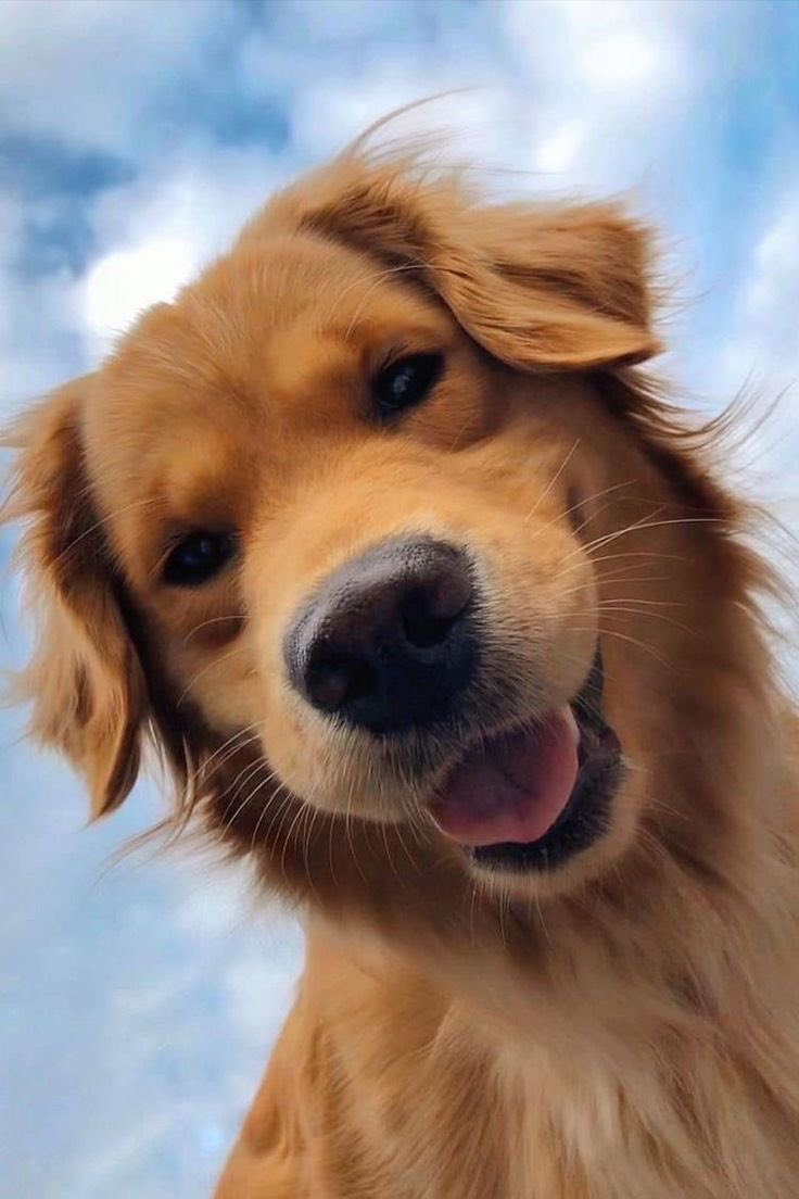 cornerstoneism's tweet photo. matty as golden retrievers - a thread 🪡 🧵💛 https://t.co/yYYYvJd6vl