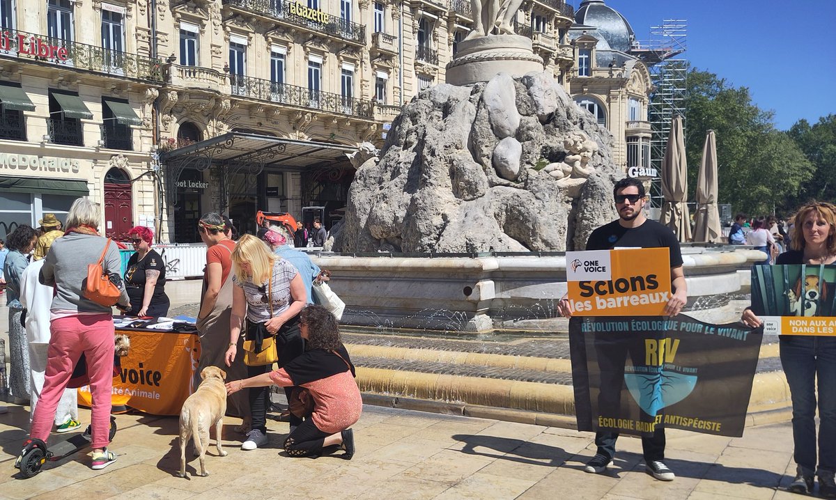 🟢🦊 Journée mondiale des animaux dans les laboratoires Nous étions présents à l'action initiée par @onevoiceanimal a #Montpellier Mettons les moyens pour sortir de l'expérimentation sur les animaux Des alternatives existent ? Appliquons-les Pétition : one-voice.fr/fr/petitions/s…