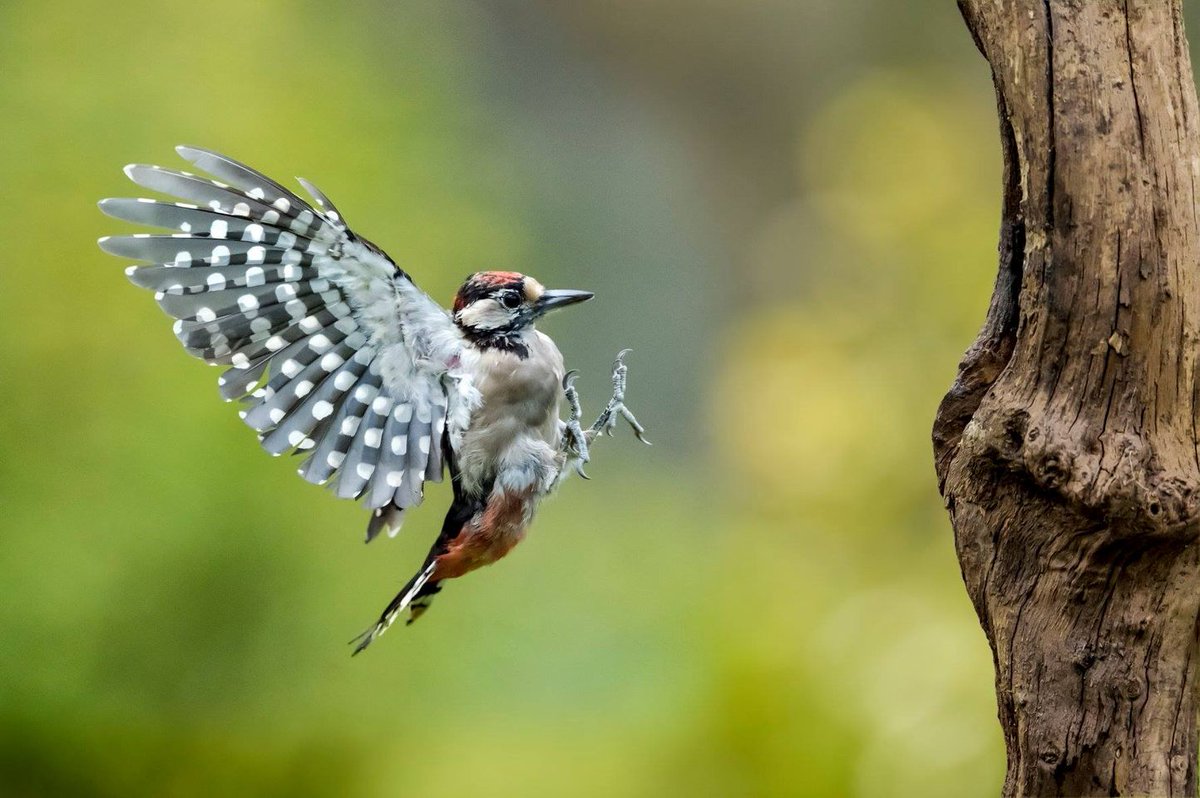 🐦 S’évader, rencontrer, découvrir… Du 20 au 28 avril, le @FestivalOiseau reprend ses quartiers en #hautsdefrance !

🌿 Un moment très attendu des amoureux de la nature et de l'ornithologie 👉 ow.ly/xRYp50RcwwZ