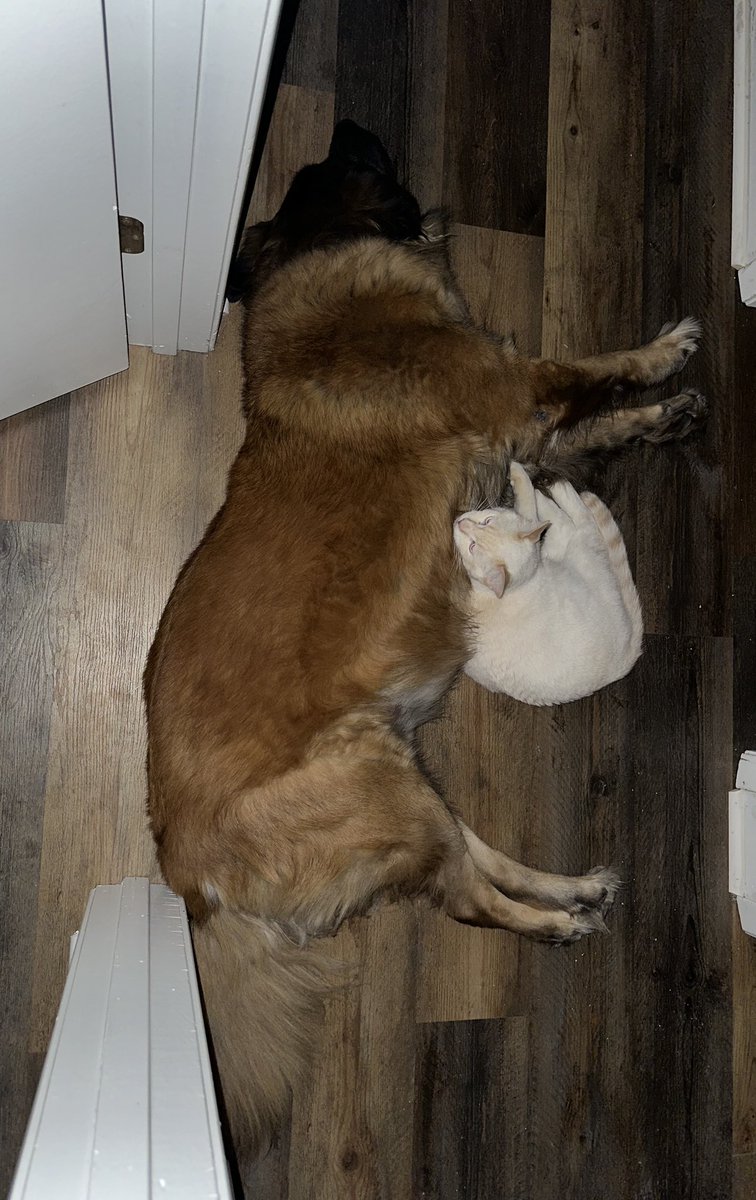 haihaisutton's tweet photo. The best animals 💗 https://t.co/IMXnpybL5x