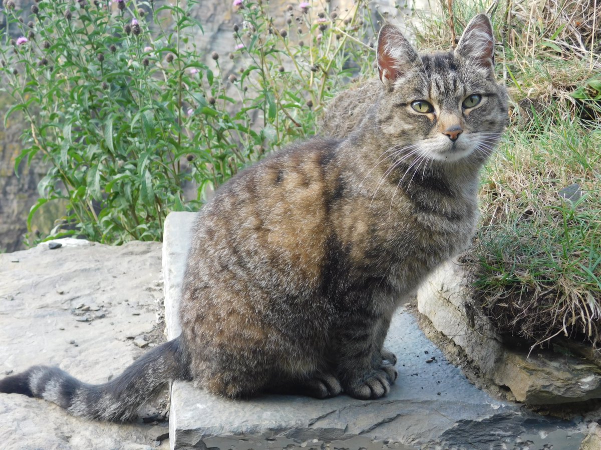 🌊 Star hopes you have a lovely #Caturday from #Whaligoe Steps 🐯 Sending you positive wishes 🌱🌿 #Caithness #Scotland #Outdoors #Coastal #Blogger #Cat #CatsOfTwitter #CatsOfX #Photography #Relaxation 🏴󠁧󠁢󠁳󠁣󠁴󠁿