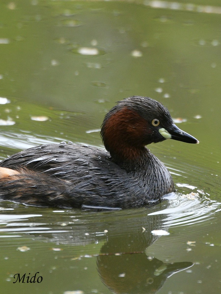 Little Grebe #birds #birdphotography #birdtonic #birdtwitter #wildlife #wildlifephotography #Tokyo #Japan