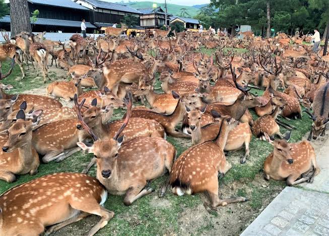 妹が作ってくれた、鹿の和菓子が可愛すぎる…！
奈良公園の鹿溜まり…！に、見える…！