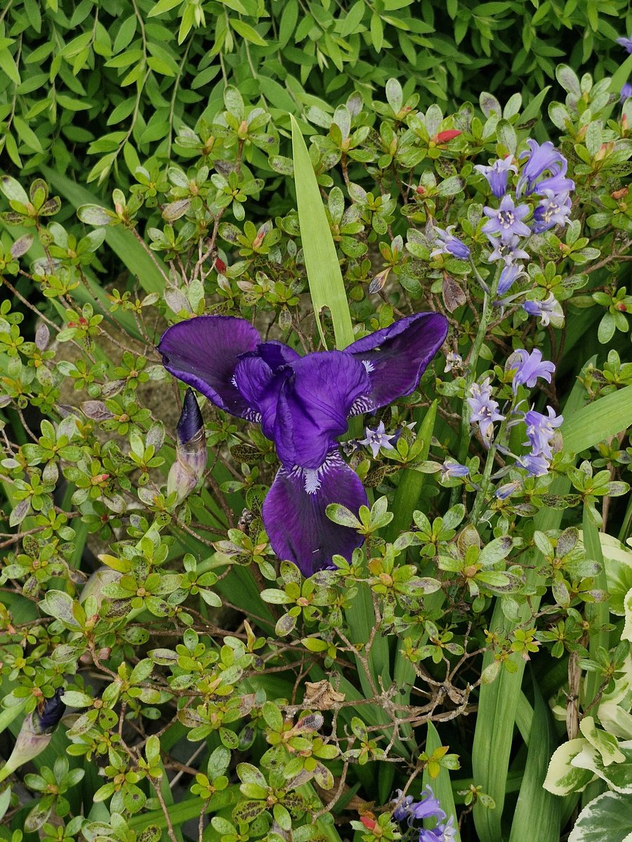 My #PostItPurple4Seth today one of our gorgeous bearded irises.  Not quite in its full glory but the sun this afternoon will hopefully fix that