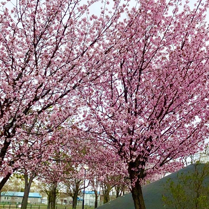 re:えむ🙇 (@tktm_er) on Twitter photo 今宵は若竹煮がアテ
近所の山桜がやっと花をつけてきたよ@S幌
---
#煩悩
>煩悩を腹に流し込むための清酒(明日から本気出す)
#丁寧なくらしをする餓鬼
<a href="/gaki_teinei/">丁寧な暮らしをする餓鬼</a>
#塵芥居士
#磐乃井酒造 今宵は若竹煮がアテ
近所の山桜がやっと花をつけてきたよ@S幌
---
#煩悩
>煩悩を腹に流し込むための清酒(明日から本気出す)
#丁寧なくらしをする餓鬼
<a href="/gaki_teinei/">丁寧な暮らしをする餓鬼</a>
#塵芥居士
#磐乃井酒造