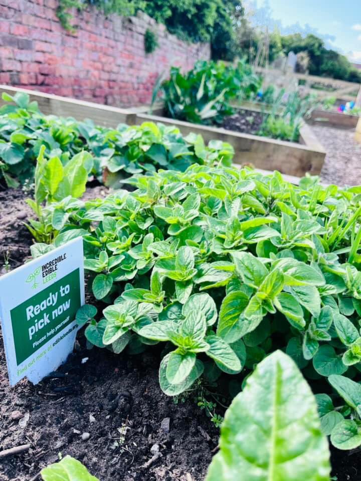 🌱Herbs galore at Incredible Edible South Milford’s community veg bed! 💚 Chives, parsley, dill, oregano, rosemary, sage, marjoram, winter savory and thyme!