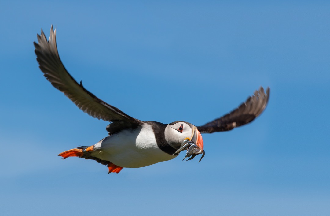 WorldSeaExplor1's tweet photo. Summer days in the stunning Lofoten Islands are when the puffins can be spotted! These adorable seabirds are busy hunting herring to feed their fluffy chicks nestled on the rocky cliffs.  
#explorenorway #sailingnorway #visitnorway https://t.co/qzniYRsH6R