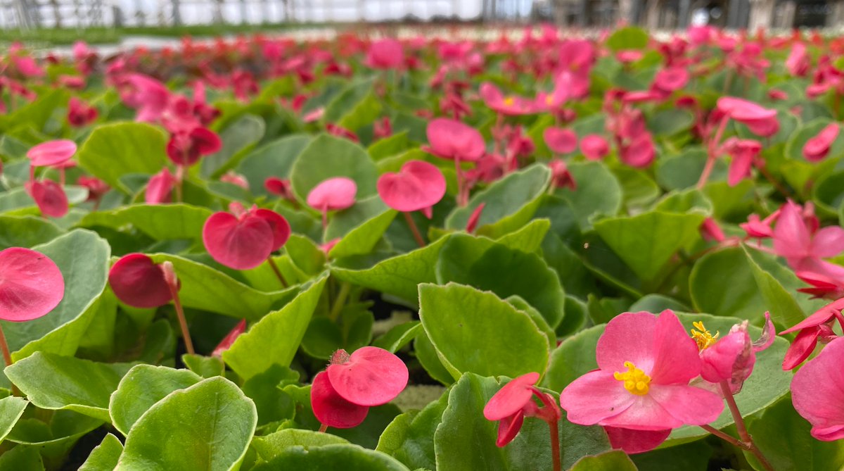 Beautiful flowers for beautiful  gardens 🙂🌼❤️

A lovely selection of plants, all grown with love. 🌱

Visit us in Southwick Road, near Wickham, Fareham, PO17 6JH, 01329832294, mountfolly.co.uk

#garden #plants #bedding #patioplants #Hampshire