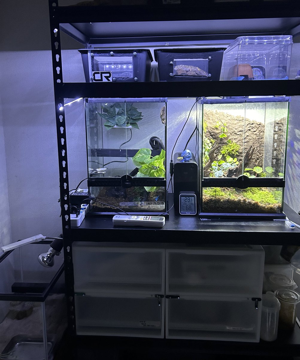 AsahiPython's tweet image. 滲み出るショップへの憧れw
植物あるとなかなかいい感じ、環境の見た目と利便性が理想系に近づきつつある。あとはフトアゴのケージ作成と地表系のケース統一かな？参考にしたいので、可能なら皆さんの爬虫類棚も見せてください！！
#爬虫類  #緑のある生活　#reptiles