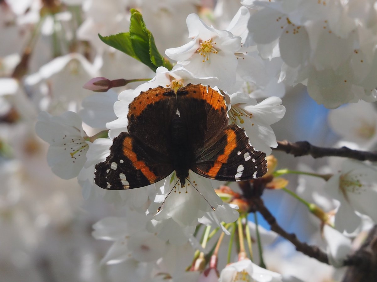 #Butterflies #spring #cherryblossoms #Toronto @jo_annie42 @jane_sparrow13 @ArtemisKellogg @vale__ri @littlemore20 @xobreex3 @BillMontei @StormHour @ThePhotoHour @admired_art @SiKImagery @salina_mills @VisualsbySauter @ArtemisKellogg @MrWhoCapture