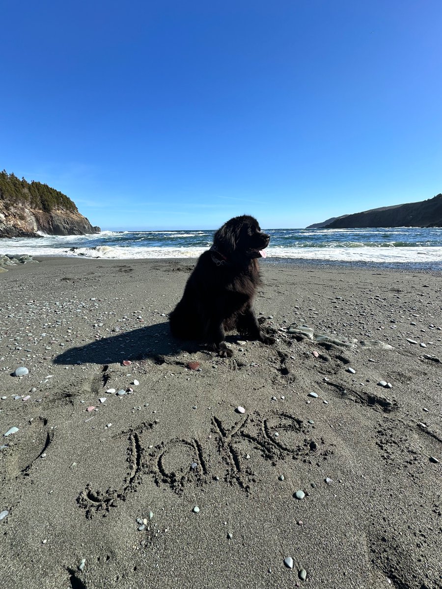 Beautiful morning at Middle Cove Beach #LBMCOC #NLTourism #newfoundlandDog #TourismNL