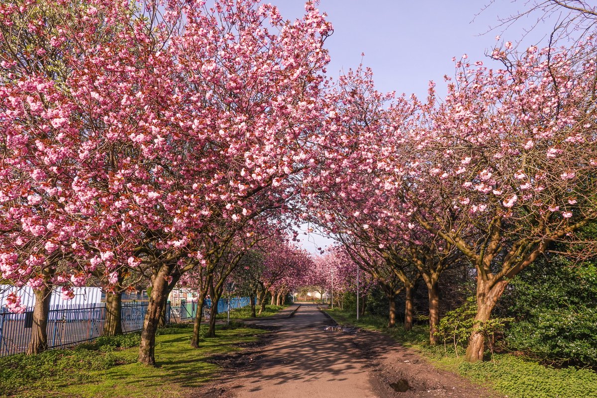 #PansyWalk #sakura #edinphoto #Edinburgh