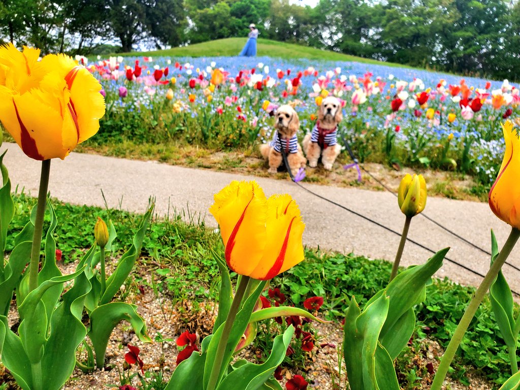 2024.04.20 国営さぬきまんのう公園(香川県まんのう町)#アメリカンコッカースパニエル #ななとまあち #まんのう公園 #チューリップ