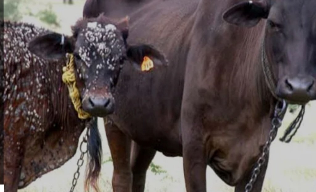 Ahora en #CampoMinado charlamos con Héctor Reniero (Vicepresidente de FARER, Pte de la Soc Rural de Chajarí y Pte de FuCo.FA) sobre la problemática de la #garrapata bovina
Escuchanos en vivo en AM 1190 o x la App, ingresando a radio.perfil.com/en-vivo/radio