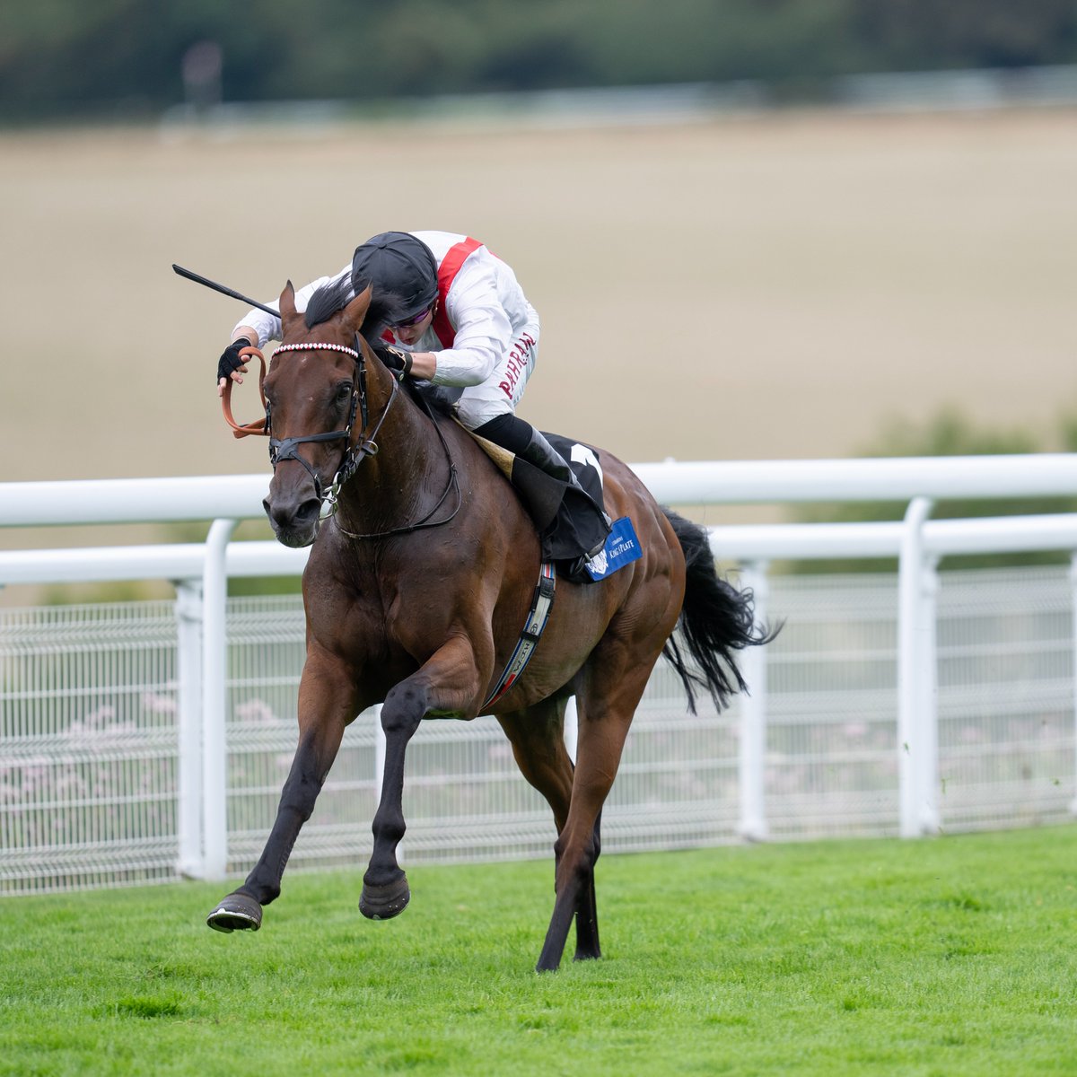 Racing Post tweet media