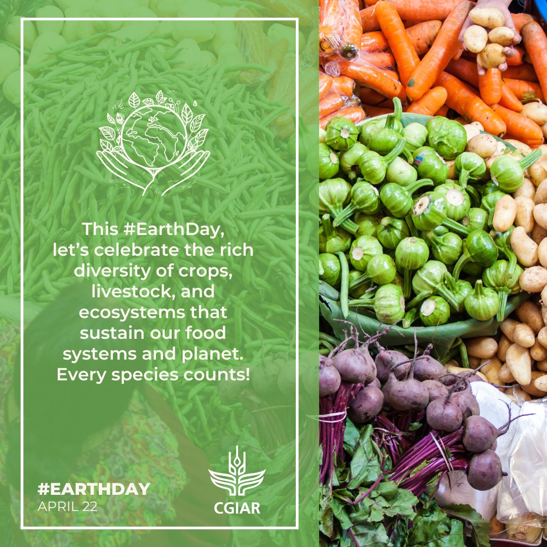 👩‍🌾 Food systems that prioritize diversity in crops 🌾 livestock 🐄 farming systems and all species are essential to a healthy planet. 🌍 🤝 This #EarthDay, join us in prioritizing #agrobiodiversity: a vision that drives our work. cgiar.org/news-events/ev…