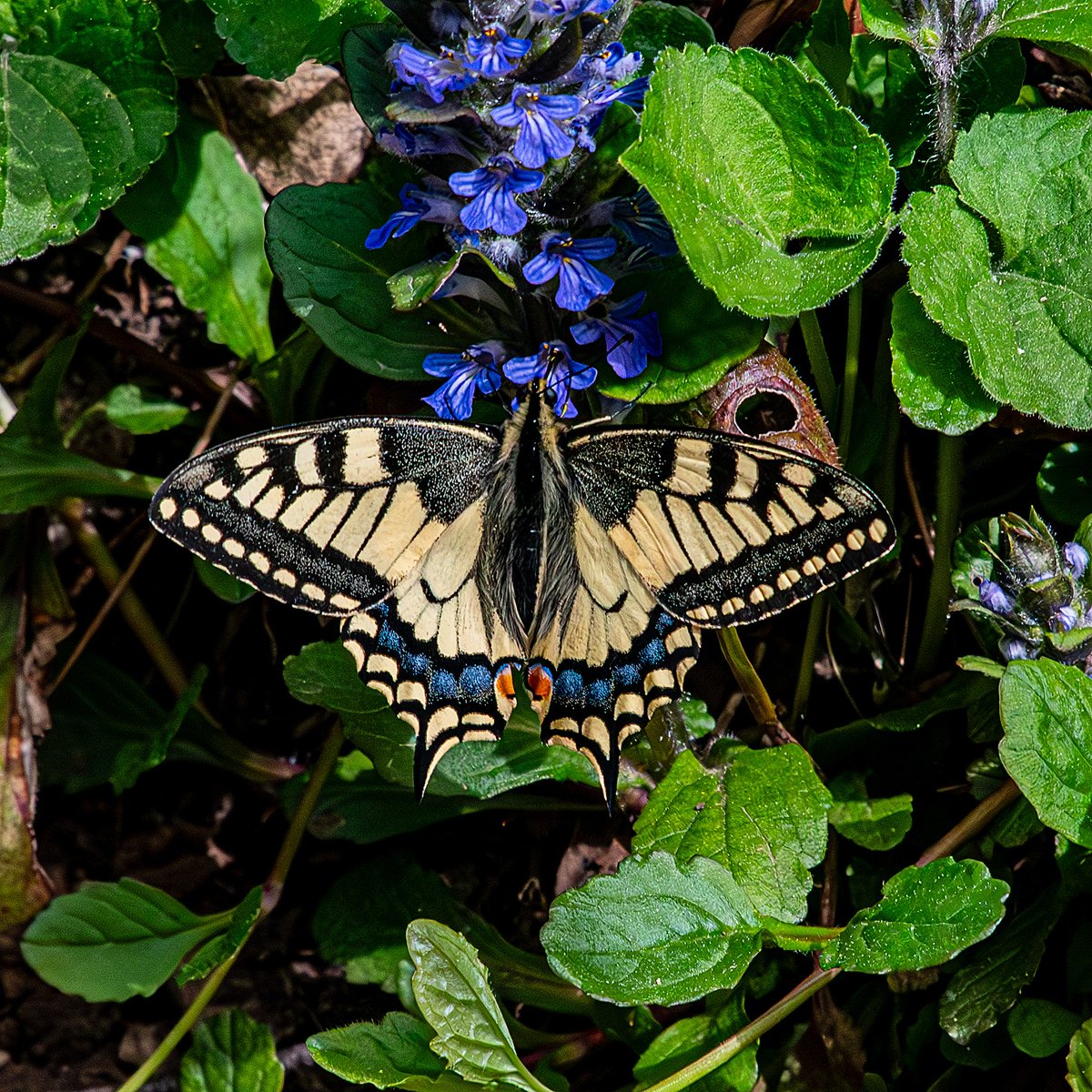 #XNatureCommunity #XNaturePhotography #TwitterNatureCommunity #TwitterNaturePhotography #NaturePhotography #NatureBeauty #Butterfly #butterflies #swallowtail 
This beautiful and lovely swallowtail is for you. Nature's amazing! 😍