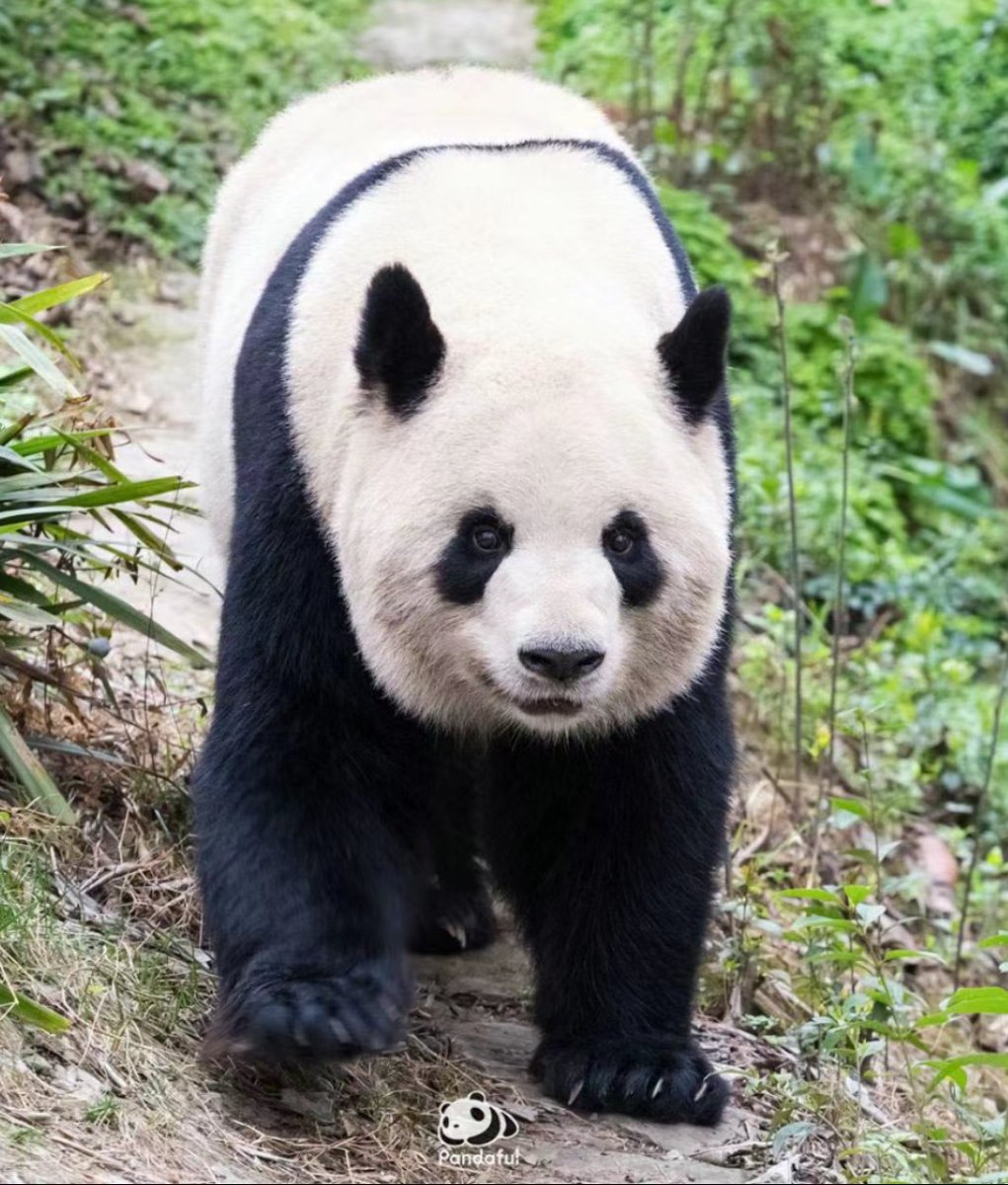lainsola's tweet photo. #冰星 #金喜 #Bingxing #Jinxi
Maybe some friends think that Bingxing and Jinxi are very similar.Because Bingxing is Jinxi's great-uncle. Miaomiao's mother Jiaozi, Jiaozi's mother is Bingbing, Jiaozi and Bingxing are brother-sister relationship.
v1 Jiaozi
p2 Bingxing
p3 Jinxi https://t.co/pjcoUPsq42