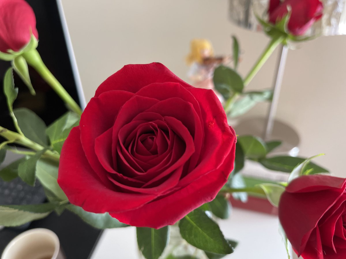 @224Cassjane 贈人玫瑰，手有餘香。白色鬱金香和我桌上紅玫瑰，都贈予婆仔！