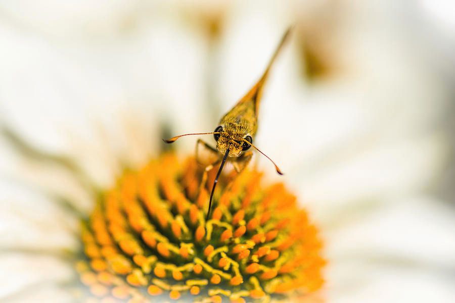 'Eye to Eye With A Skipper' by Debra Martz 
Skipper on a #coneflower.
debra-martz.pixels.com/featured/eye-t…

#skipper #butterfly #insect #flower #selectiveFocus #macro #macroPhotography #nature #NaturePhotography #photography #PhotographyIsArt #BuyIntoArt #AYearForArt #SpringForArt