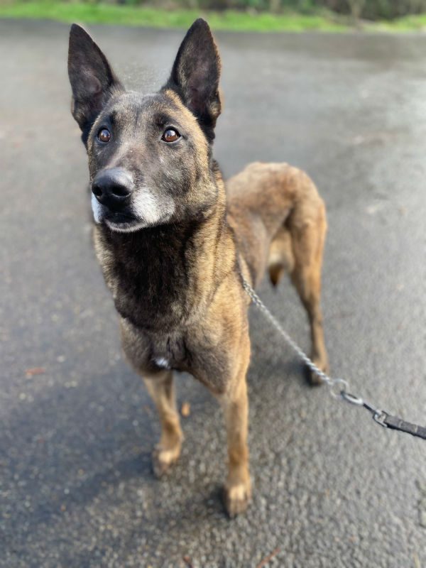 gsrescueelite's tweet photo. Esme is around 2yrs old and she is a very sweet girl who was found tied up and abandoned, Esme can live with older kids and has been fine with large breed #dogs at the kennels 
#germanshepherd #Essex 
https://t.co/MhgvbY0vs2 https://t.co/dtseBEtB4E