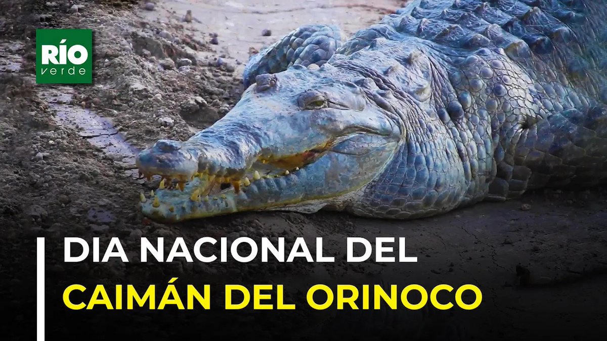 Dia nacional del Caimán del Orinoco - Río Verde youtu.be/PJ1OiArB4p4?si… a través de <a href="/YouTube/">YouTube</a>