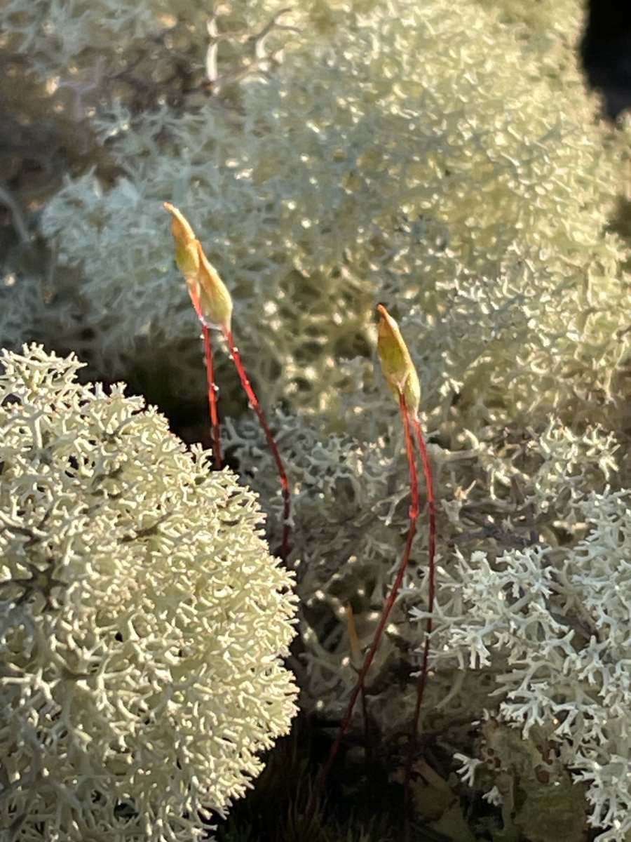 Puff 💨 #Lichen