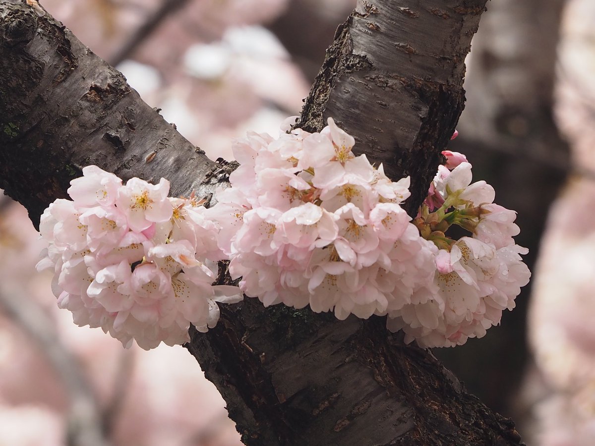 #spring #cherryblossoms #Toronto Encore @jo_annie42 @jane_sparrow13 @ArtemisKellogg @vale__ri @littlemore20 @xobreex3 @BillMontei @StormHour @ThePhotoHour @admired_art @SiKImagery @salina_mills @VisualsbySauter @ArtemisKellogg @MrWhoCapture