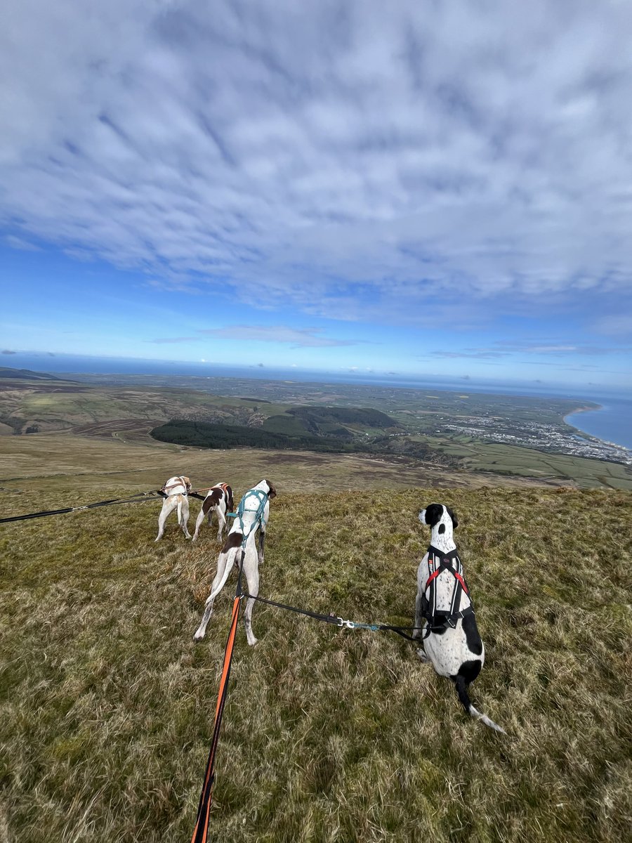 joeyconc's tweet photo. Great views up North Barrule. Intention was to run, but ended up a walk. #isleofman #englishpointer https://t.co/sPygLoJlyW
