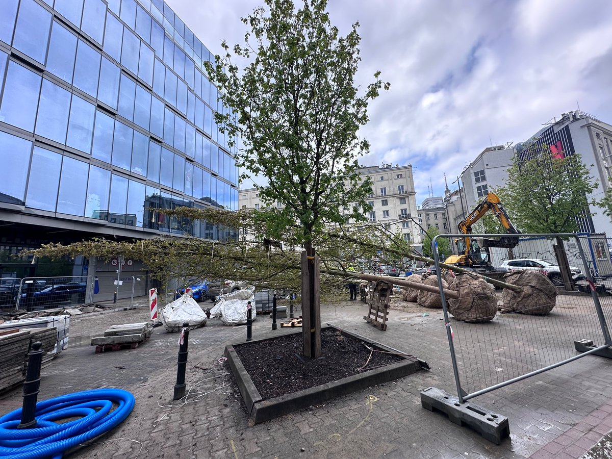 alexlaq's tweet photo. In Warsaw, they plant mature trees when improving the public realm. https://t.co/U0bNjpyPaR