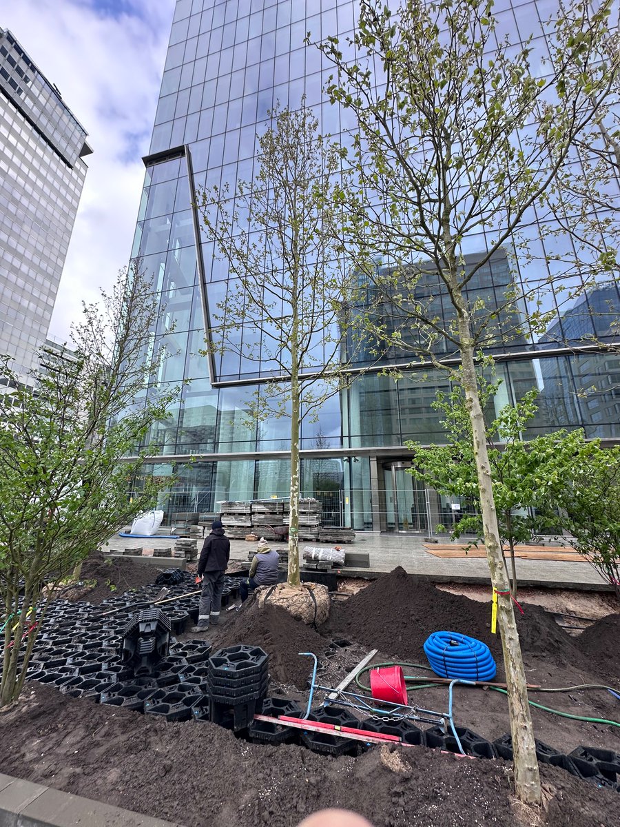 In Warsaw, they plant mature trees when improving the public realm.