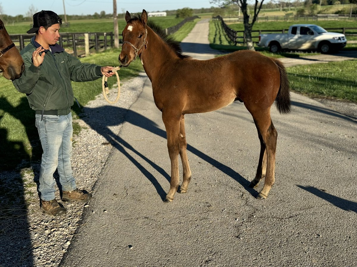 Here’s another stunner by @WinStarFarm freshman Life Is Good out of stakes producing mare Peggy May. Bred by @sierrafarmky @sharonhudon