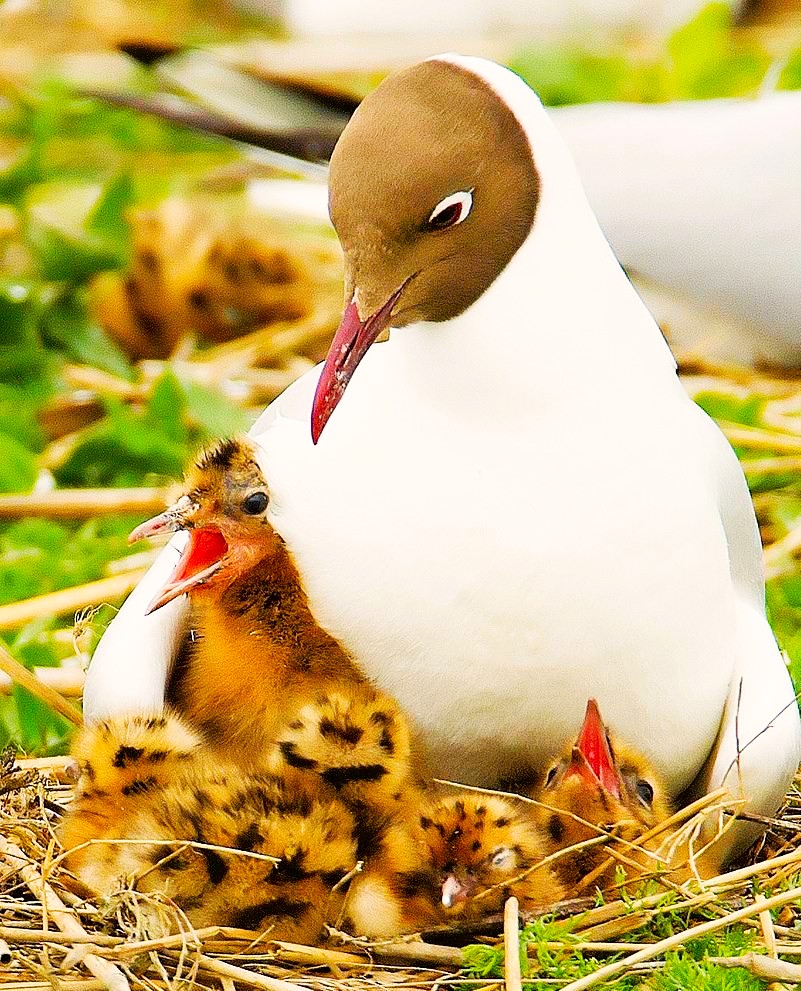 Gull mother ignores cygnet, the little brat.☺️🤣
Pinterest.