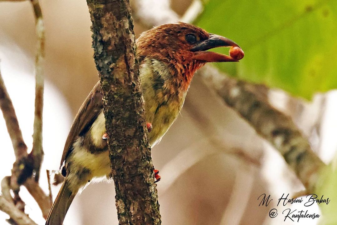 Borneo endemic: Brown barbet (Caloramphus fuliginosus) feeding in #Brunei. Photo: Husini Bakar. Borneo #wildlife #birds #birding #wildlifephotography