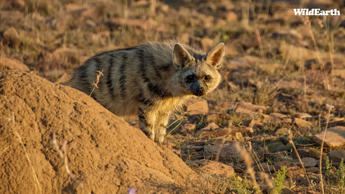 WE will be celebrating Earth Day with a week filled with great topic points and shows. On Monday and Tuesday, there will be live drives for the Sunset Safari. Be sure not to miss out on the celebrations! #wildearth