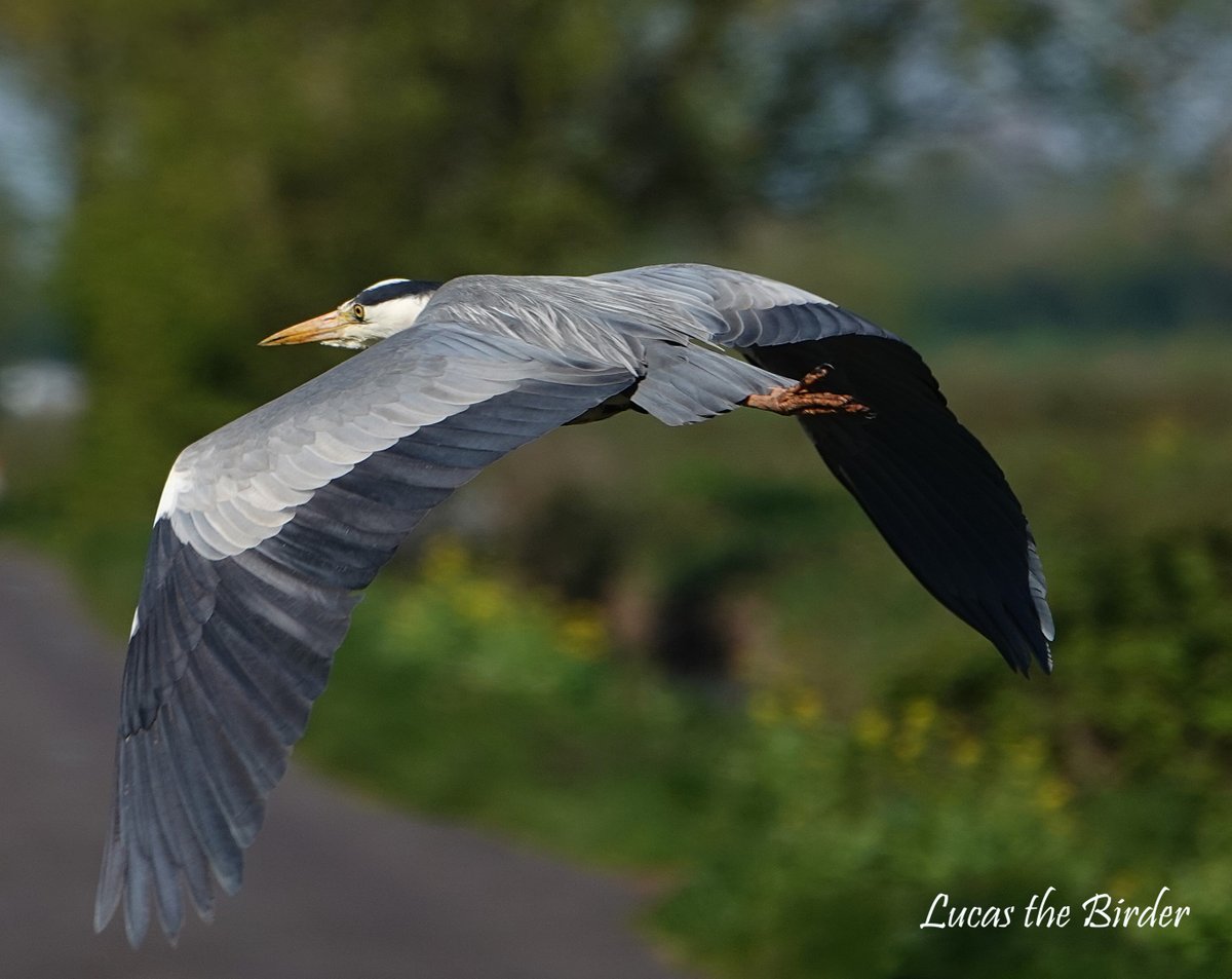 Grey Heron.

#heron
#birdsinflight #birdwatching #BirdsOfTwitter