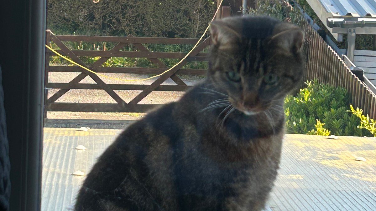 boatypat's tweet photo. Someone wants in… it may have a death wish.. and no I won’t show her ladyship. Door to that room closed, it can sun itself for as long as it wants #letthingsbe #gsd #cat #dogsofx #CatsOfTwitter https://t.co/hTXM83ezc3