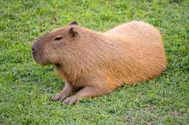 @EnuguGod @Africa_Archives They will also call a capybara rats, lol.