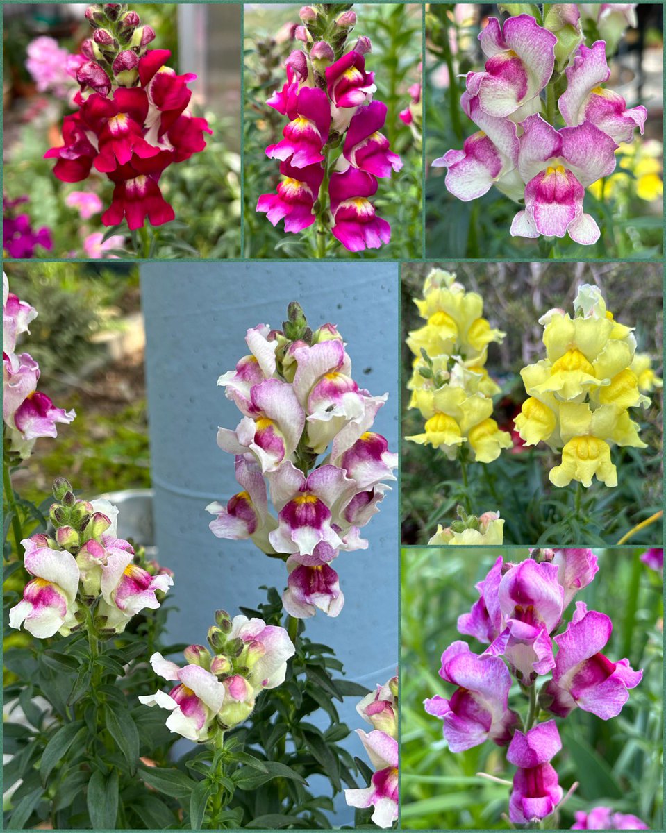 #SixOnSaturday is a #snapdragon edition. I love all the different colors and they do really well in winter and spring here. Please visit, read and enjoy the other entries on the SOS hashtag 😃💖
#Flowers #Gardening #GYO #FlowerPhotography #Spring #AprilFlowers