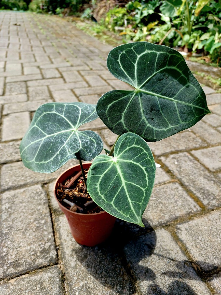 indonesianplant's tweet photo. Clarinervium 😊 https://t.co/JOQO18XKDE