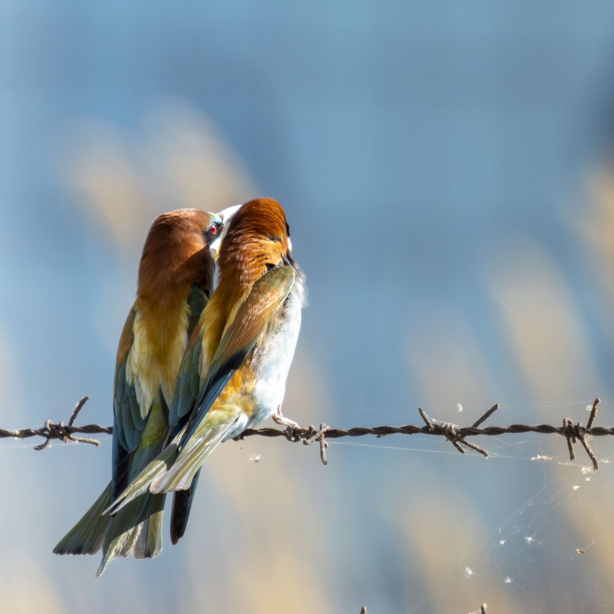 Arıkuşu

📸 #Canon Eos r7 - Rf600 F11
#birdwatching
#wildlife
#hangitür