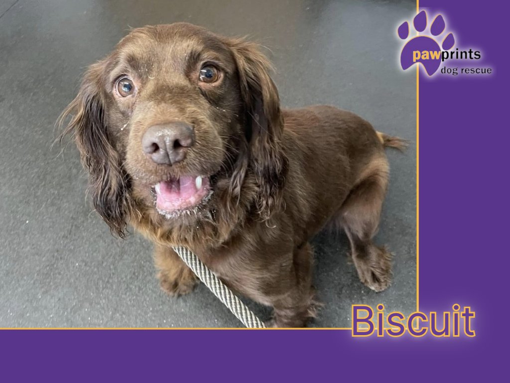 Biscuit pawprintsdogrescue.org/dog/biscuit/ 

#adoptdontshop #Warwickshire #rescuedogs